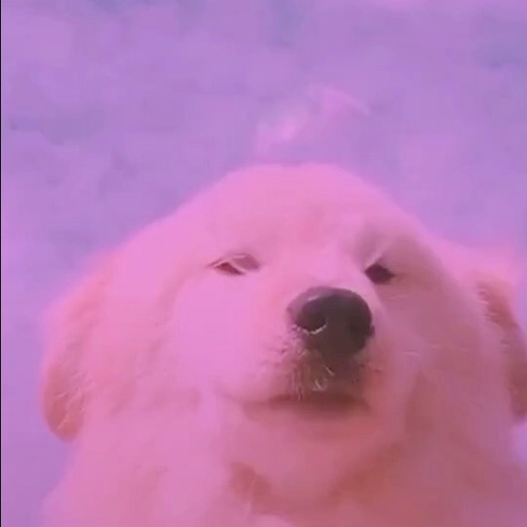hi_its_lexi